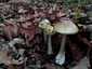 Gyilkos galóca (Amanita phalloides), Budai-hegység